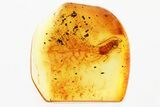 Detailed Fossil Cockroach (Blattodea) In Baltic Amber - Rare! #367326-1